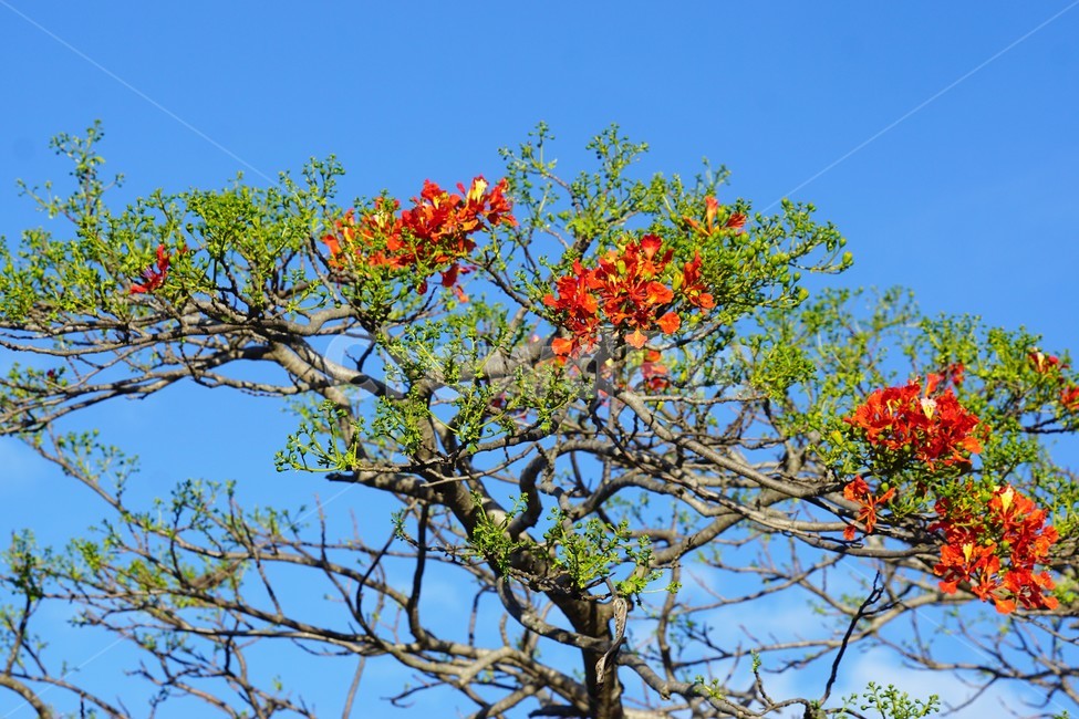꽃,나무,자연,식물,하늘,파란하늘,flower,sky,nature,크리스마스트리나무,크리스마스트리꽃,외국꽃,열대나무,붉은꽃,redcolor,green,초록,외국자연풍경,식물,자연,plants,nature,나무,trees,wood