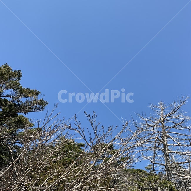 나무,하늘,맑음,맑은하늘,파란하늘,꽃봉오리,겨울나무,제주도하늘,한라산