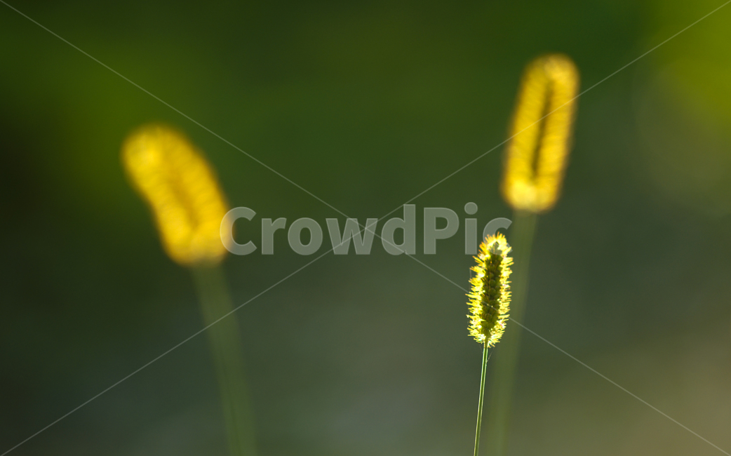꽃,들꽃,야생화,강아지풀,식물,식물,자연,plants,nature