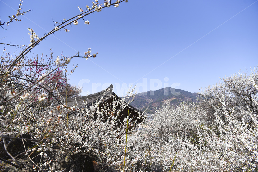 광양,매화,매화축제,산,나무,매화나무,봄,봄축제,기와,봄,계절,spring,season,plant,식물,flower,꽃,cherry blossom,벚꽃,blossom