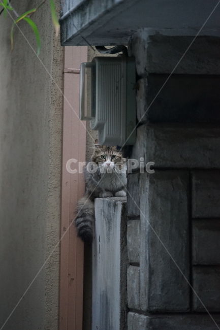 animal,동물,mammal,포유류,cat,고양이,pet,동물,animal,포유류,mammal,고양이,cat,kitten,kitty