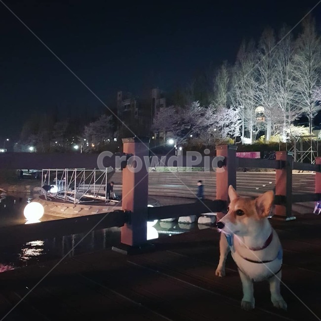 웰시코기,강아지산책,강아지,반려견,반려동물,동물,animal,포유류,mammal,개,강아지,dog,doggy
