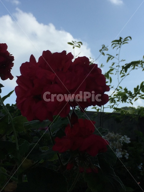 blossom,flower,꽃,plant,식물,식물,자연,plants,nature,꽃,flower
