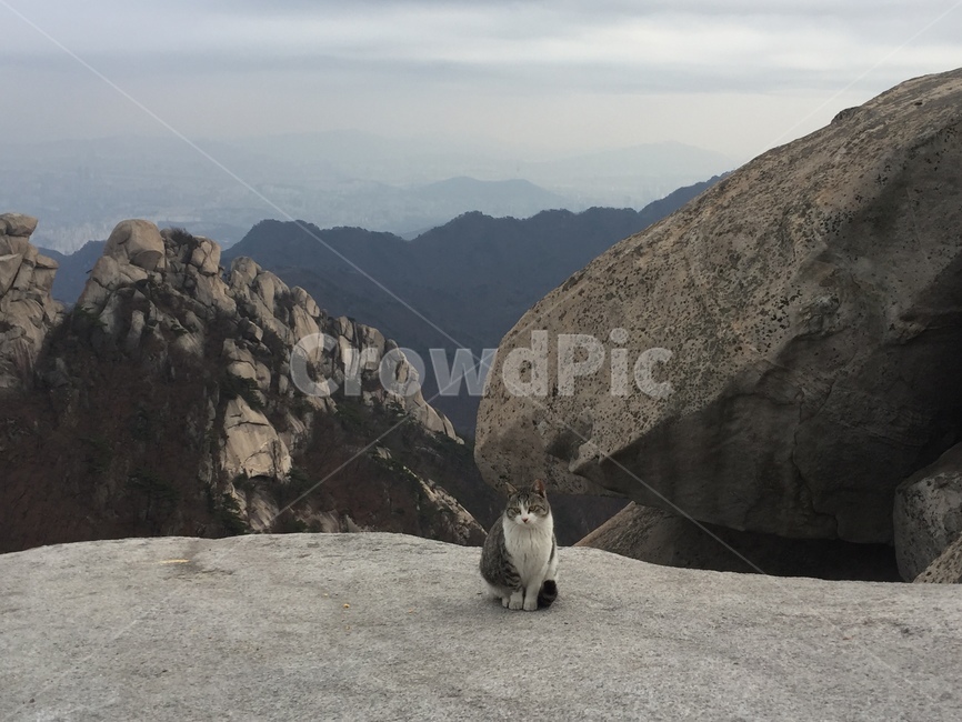 북한산,등산,고양이,산,mountain,정상,바위