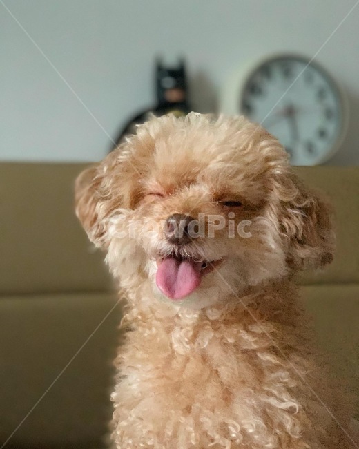 윙크하는강아지,강아지,푸들,귀여움,puppy,웃는강아지,cute
