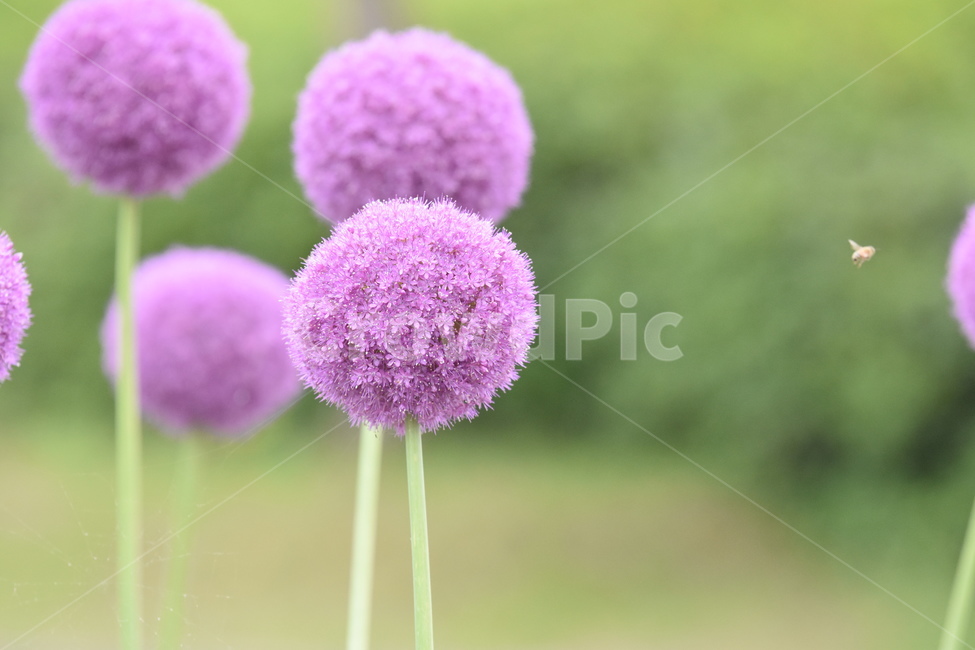 식물,꽃,알리움,벌,곤충,보라,보라꽃,보라색,purple,flower,식물,자연,plants,nature,꽃,flower,동물,animal,곤충,벌레,insect,bug