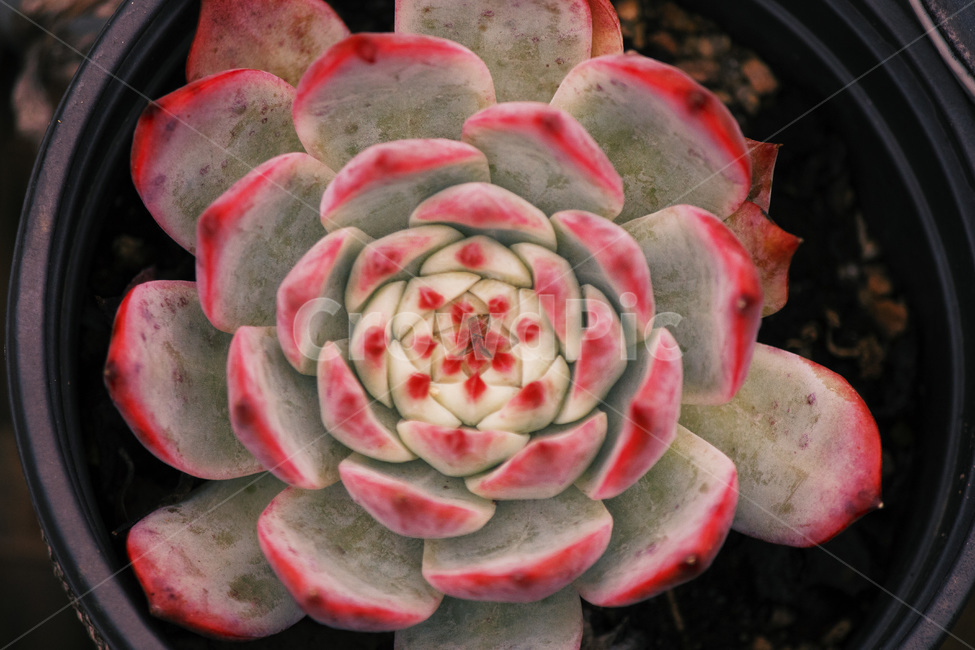 plant,식물,다육이,화분,다육이과식물,원형,항공샷,무늬,그라데이션,장미다육이,장미,자연,식물,자연,plants,nature