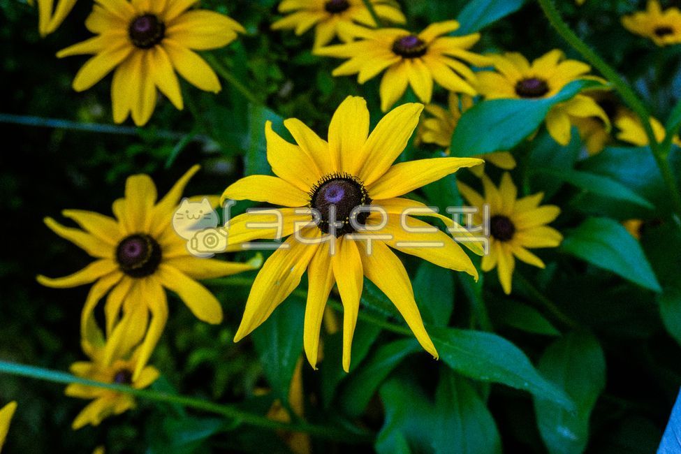 해바라기,꽃,노란,푸른,빈티지,화단,plant,식물,blossom,flower,여름식물