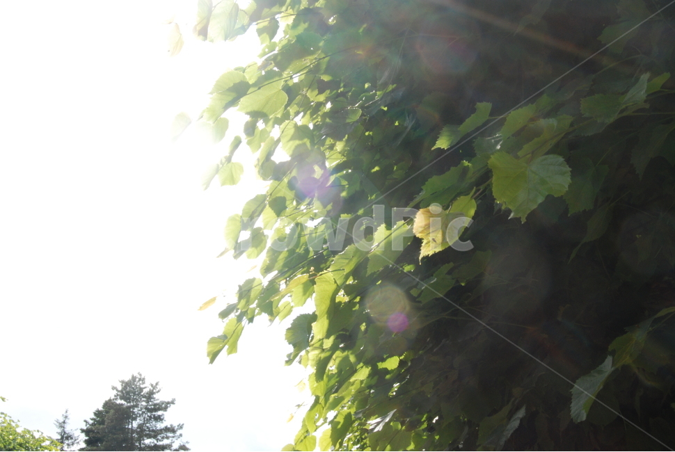 플레어,햇빛,빛,식물,sunlight,자연,나무,잎,여름,계절,식물,자연,plants,nature