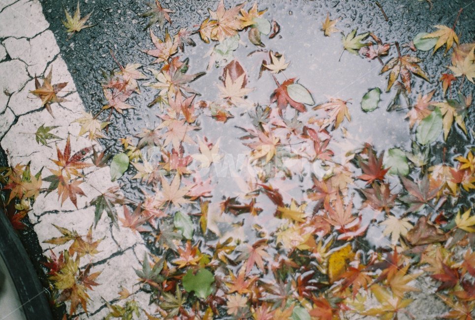 비,낙엽,빗물,가을,겨울,단풍잎,가을,계절,fall,autumn,season,감성,sensible,feeling,leaf,잎,plant,식물