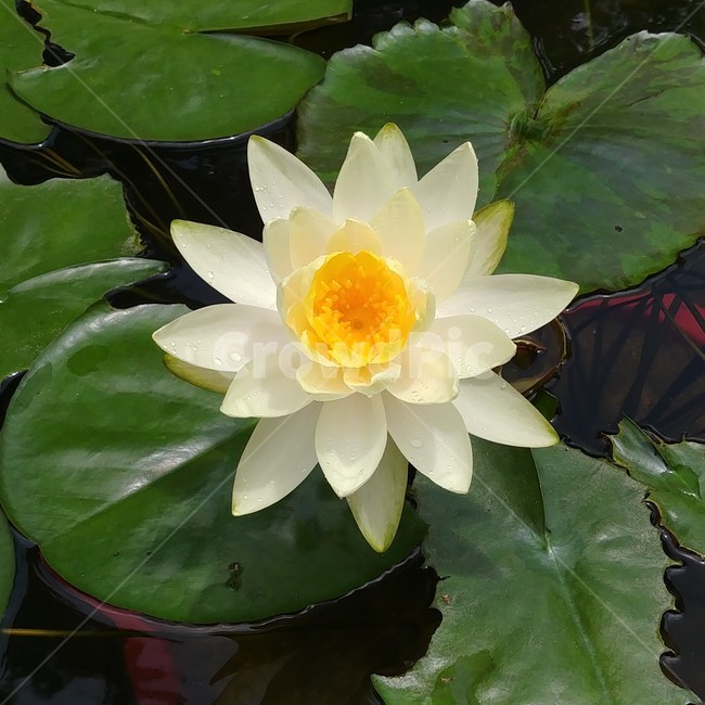 꽃,수련,수중식물,수련꽃,연못