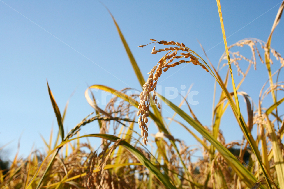 벼,곡식,쌀,벼농사,곡물,산업,industry,industrial,농업,농사,agriculture,farming,farming industry