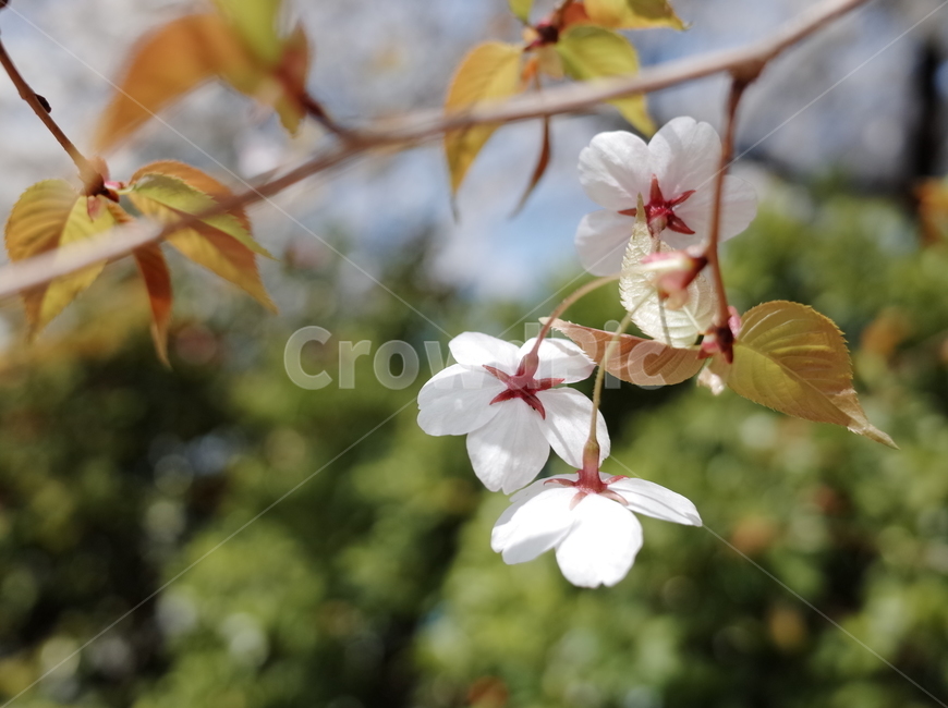 봄,벚꽃,꽃,봄꽃,하늘,나무,꽃나무,벚꽃나무,식물,계절,spring,flower,season,봄,계절,spring,season,식물,자연,plants,nature,꽃,flower,geranium,제라늄,blossom,plant