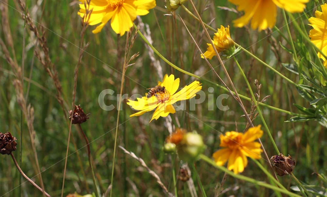꽃,flower,벌,bee,노란색,노란꽃,접사,줄기,시든,강릉,경포가시연습지,경포생태습지,나뭇잎,이파리,yellow,green