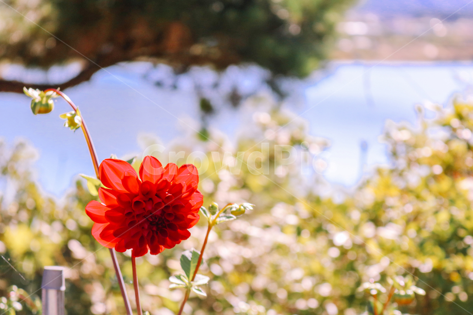 달리아,flower,식물,plant,꽃,blossom