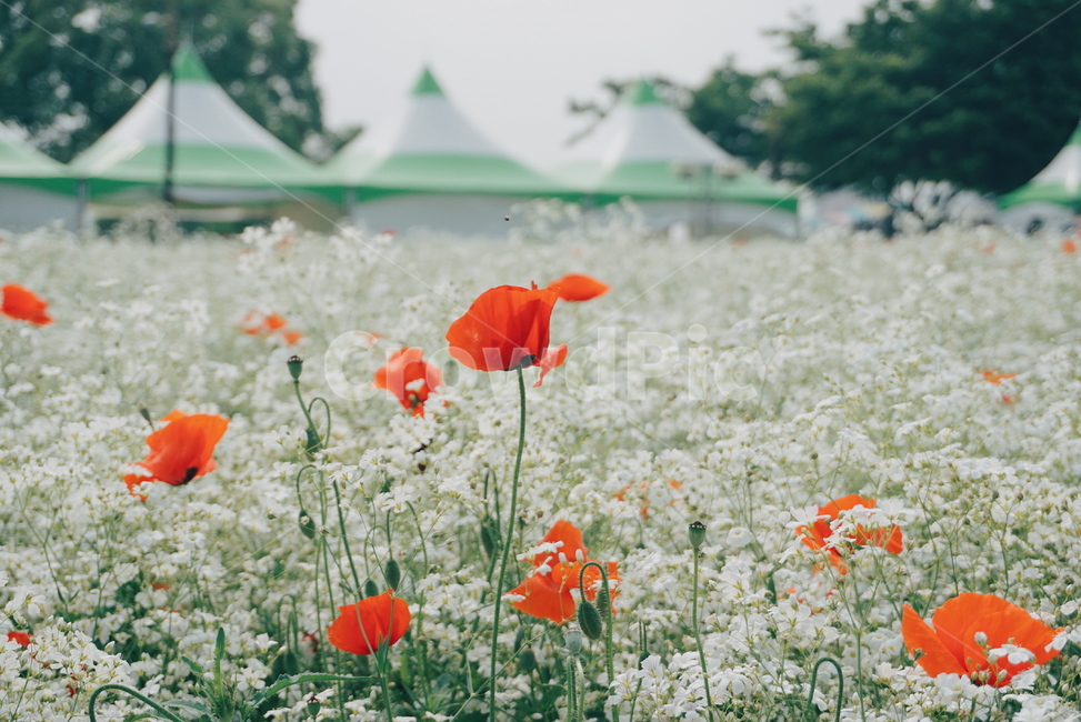 봄꽃,양귀비,울산,울산태화강,봄꽃축제,꽃,수레국화,자연,식물,자연,plants,nature,꽃,flower