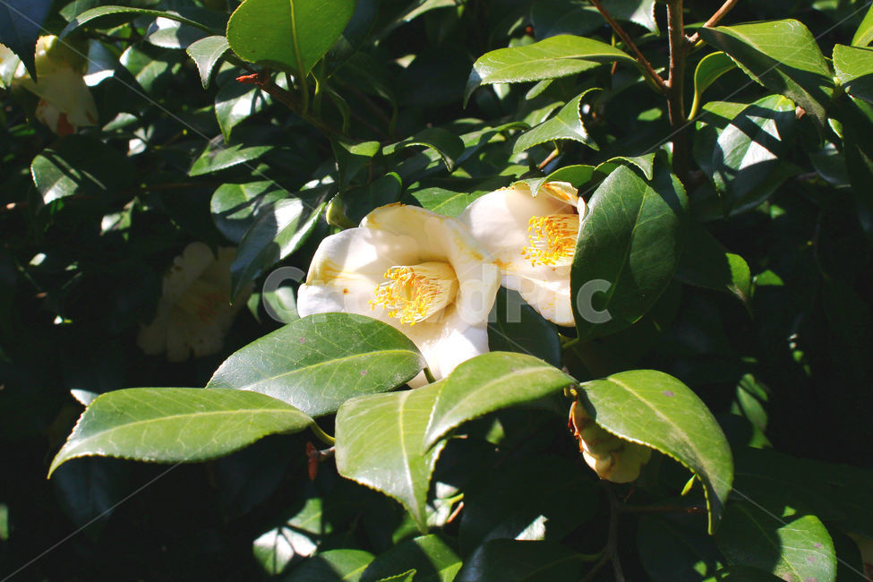 동백,동백꽃,꽃,감성사진,겨울,봄,하늘,자연,flower,sky,식물,자연,plants,nature,꽃,flower