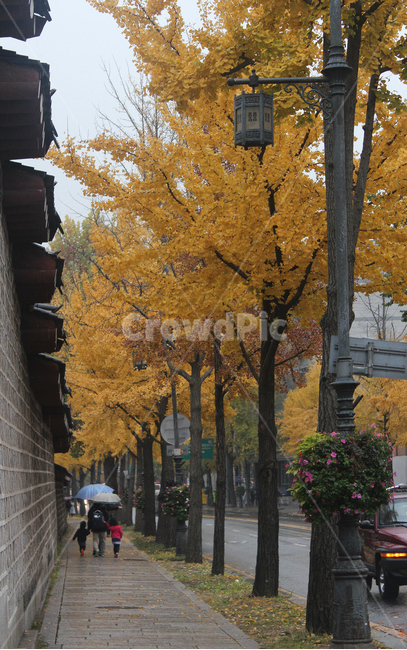 가을,은행나무,은행,나무,계절,fall,season,nature,백그라운드,background,배경