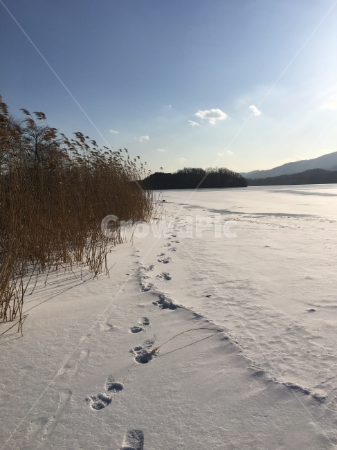 발자국,눈,양평,자연,두물머리,겨울,계절,winter,season,자연,풍경,nature,landscape,한국자연풍경,한국자연경관,korea nature landscape