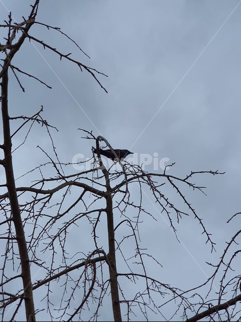 bird,새,나무,자연,하늘,sky,nature,tree