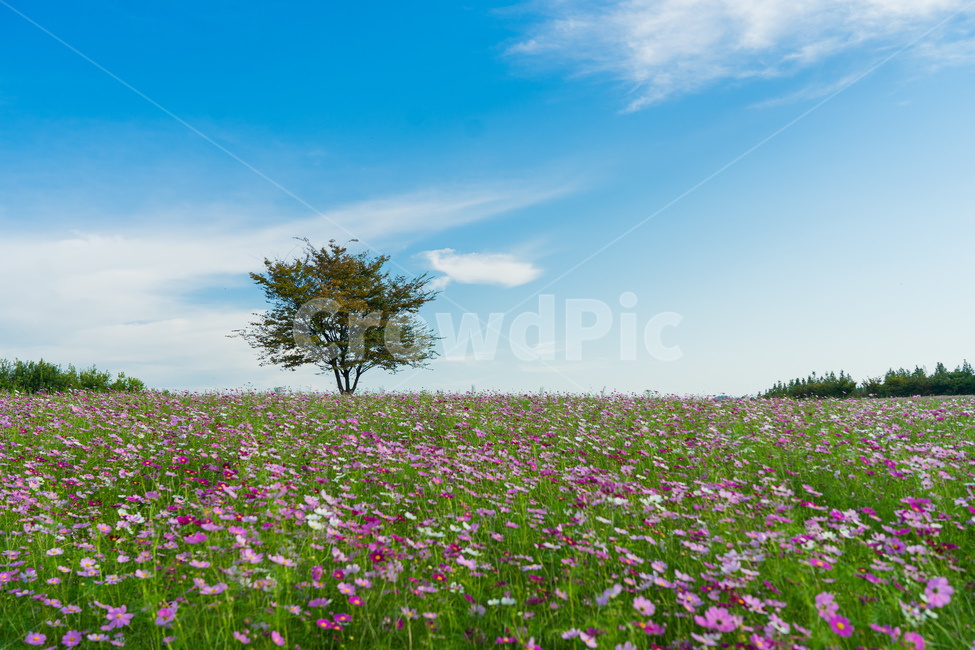 꽃,코스모스,가을,나무,식물,감성사진,계절,fall,autumn,season,grassland,plant,rest,flower,tree,힐링,field,nature,countryside,가을,계절,fall,autumn,season,자연,풍경,nature,landscape,들,목초지,outdoors,옥외,farm,농장,rural,농촌,meadow