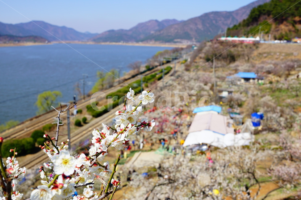 매화,봄,꽃,풍경,식물,봄,계절,spring,season,식물,자연,plants,nature,꽃,flower,plant