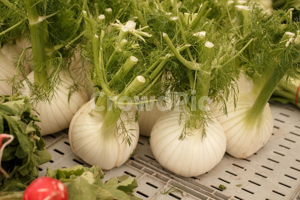 야채,농산물,농작물,채소,반찬,시장,vegetable,harvest,eco,친환경,채소,야채,vegetables