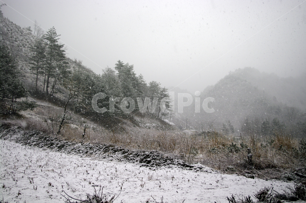 겨울,눈,winter,snow,산,나무,겨울,계절,winter,season