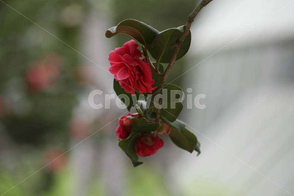 동백,꽃,봄,동백꽃,camellia,Camelliajaponica