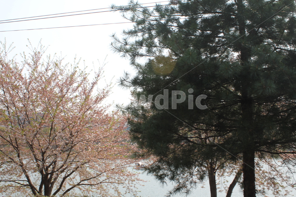 자연,식물,풍경,경치,나무,자연,풍경,nature,landscape,tree,plant