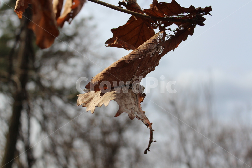 leaf,잎,식물,plant,tree
