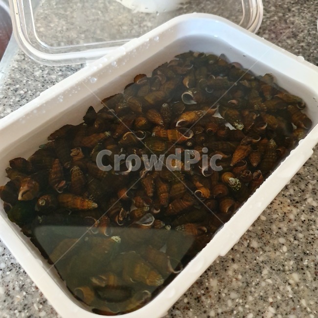 다슬기,marshsnail,daseulgi,melaniansnail,어패류,food,shellfishe,수산물,해산물,fishery products,seafood