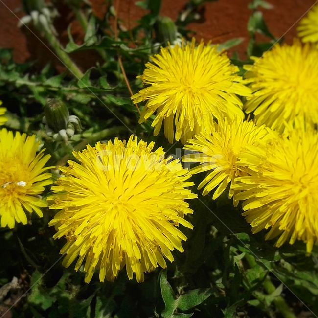plant,식물,blossom,꽃,민들레,dandelions,yellow,spring,nature,노랑,봄,민들레꽃,자연