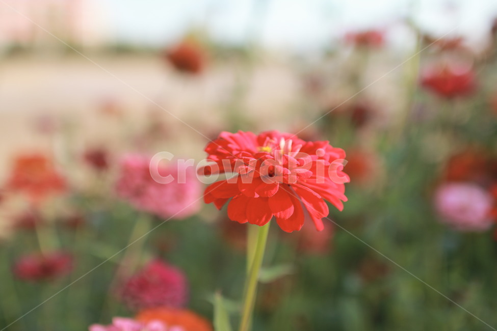 꽃,식물,감성사진,백일홍,붉은색,빨강,식물,자연,plants,nature,꽃,flower