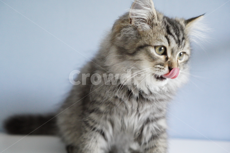 고양이,아기고양이,어린고양이,페르시안고양이,냥이,반려묘,동물,animal,포유류,mammal,고양이,cat,kitten,kitty