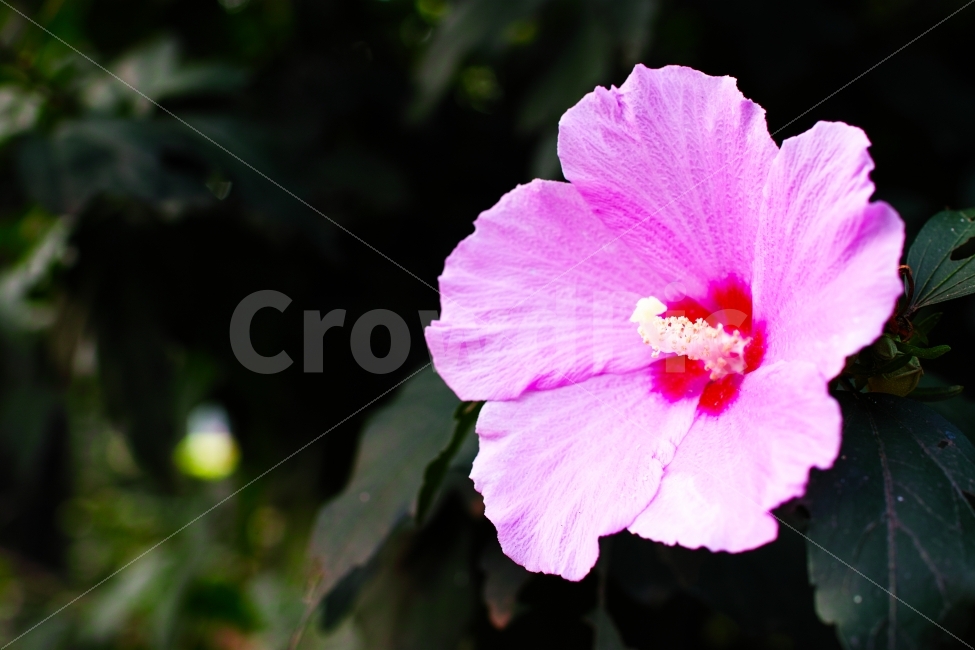 무궁화,꽃,풍경,식물,플라워,국화,핑크,식물,자연,plants,nature,꽃,flower