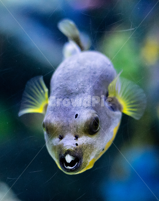 복어,열대어,해수어,수족관,아쿠아리움,바다,동물,animal,어류,물고기,fish