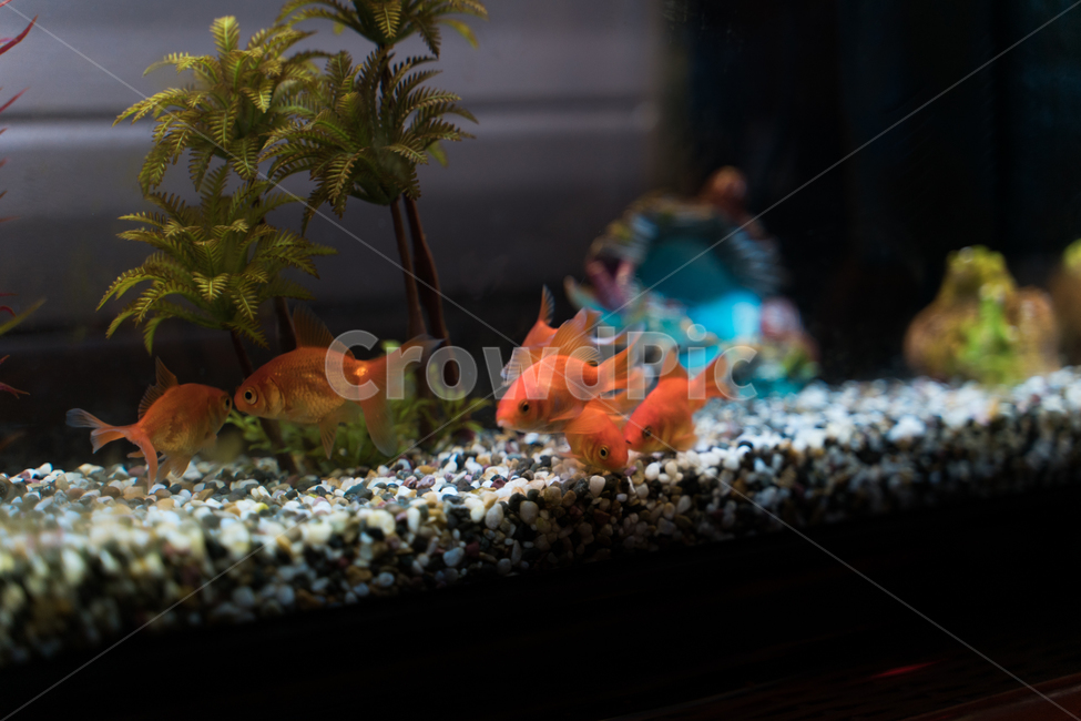 어항,물고기,금붕어,수족관,fish,동물,animal,어류,물고기,fish