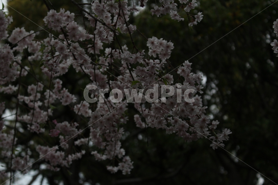 plant,식물,blossom,flower,꽃,밤벚꽃,cherryblossoms