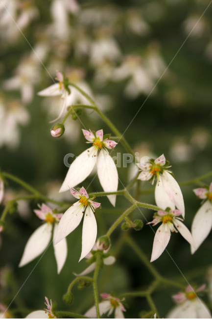 바위취,식물,flower,plants,nature,꽃,식물,자연,plants,nature,꽃,flower