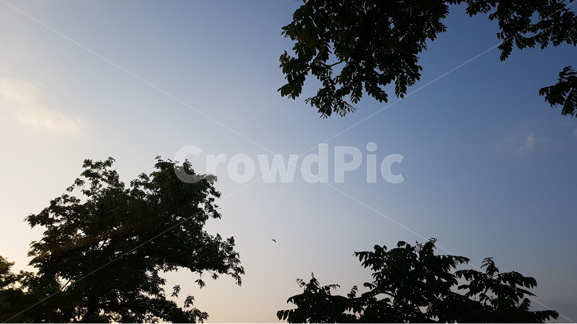 나무,하늘,노을,새,풍경,sky,bird,sunset,tree,landscape,자연,풍경,nature,landscape,silhouette,실루엣