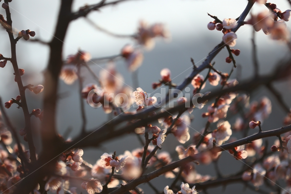 매화,꽃,매실꽃,봄,봄꽃,풍경,접사,식물,자연,plants,nature,꽃,flower