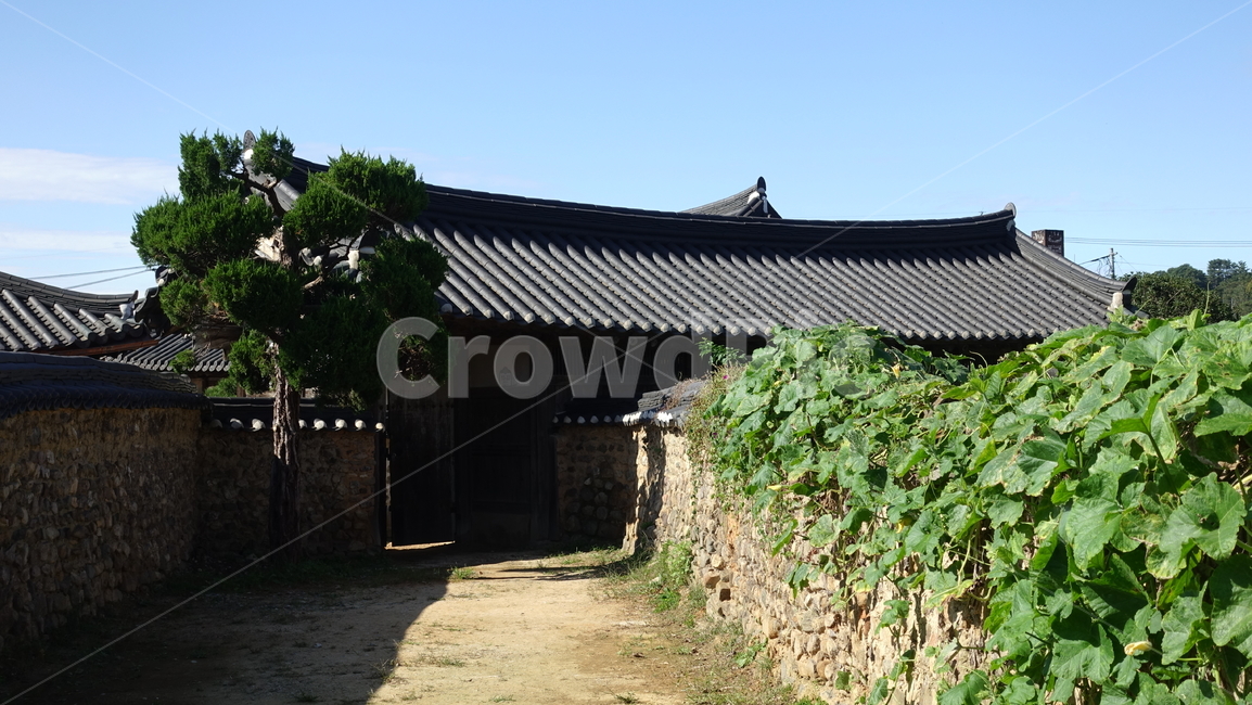 기와,roof,담쟁이,green,alley,길