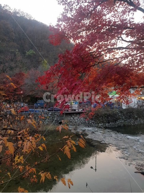 가을,가을단풍,내장산,내장산단풍,알록달록단풍