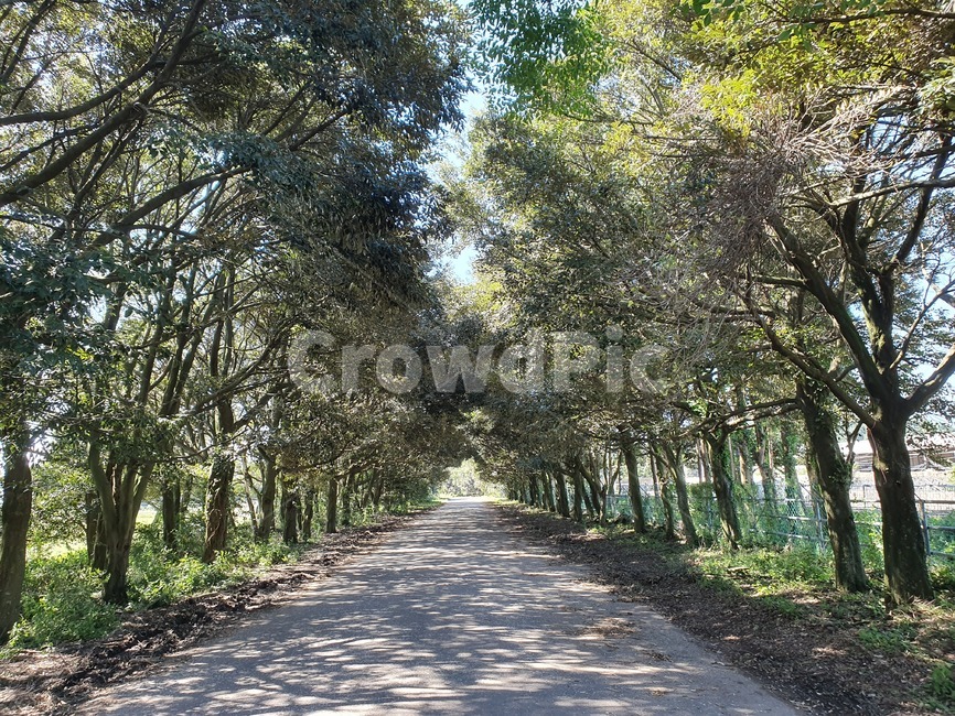 path,통로,풍경,자연,터널길,나무,trees,wood