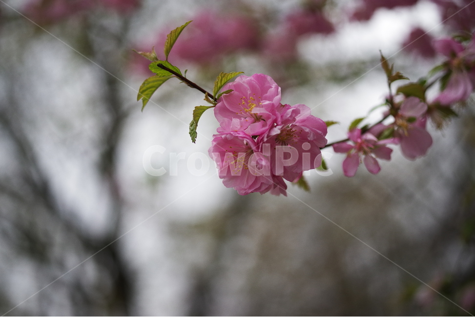 봄,벚꽃,야경,봄꽃,자연,밤,가로등,배경화면,바탕화면,계절,꽃잎,nature,beauty,beautiful,cherryblossom,spring,season,springflower,petal,sakura,night,bulb,light,background,flower,봄,계절,spring,season,식물,자연,plants,nature,꽃,flower,plant,blossom