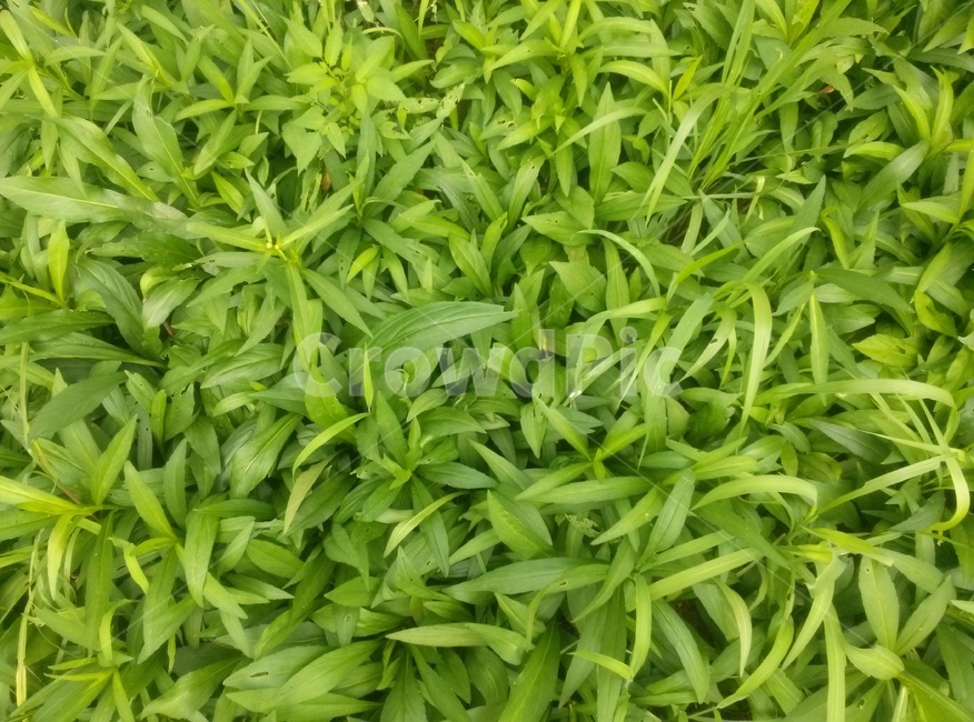 잔디,grass,식물,plant,풀밭