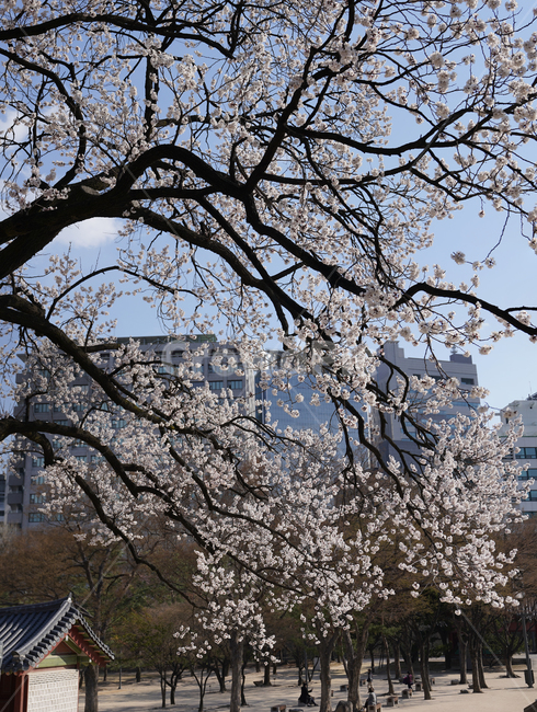 수양벚나무,덕수궁,deoksugung,문화재,건물,building,벚꽃,cherryblossom,식물,plant