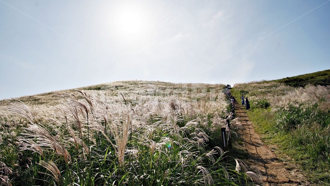 제주도,오름,새별오름,억새,하늘,식물,목초지,field,들,nature,자연,길,가을,계절,fall,autumn,season,자연,풍경,nature,landscape,plant,grass,잔디,outdoors,옥외,grassland