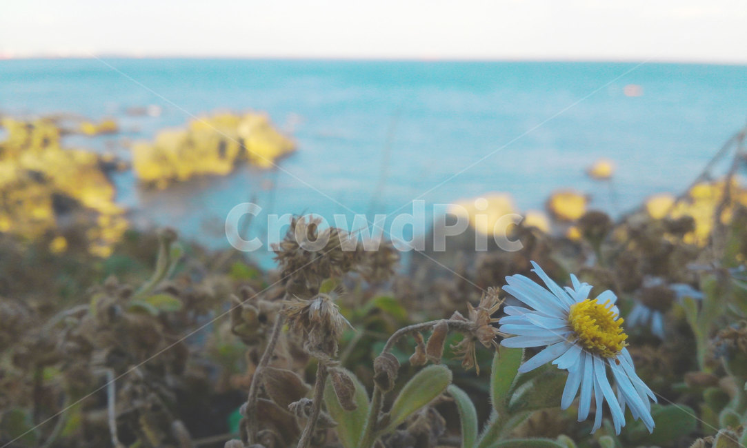 꽃,한국자연풍경,바다,동해바다,감성,flower,아련한